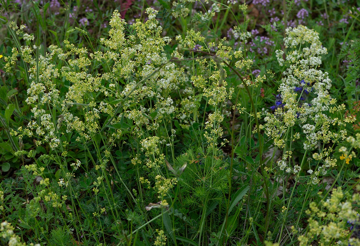 Habitus